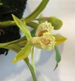Coelogyne schilleriana 5-1.jpg