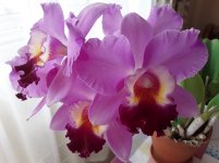 20200801_130656.jpg