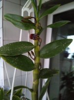 IMG_20200803_201153.jpg