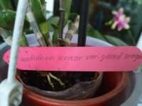IMG_20200803_201245.jpg