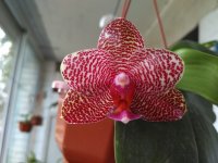 IMG_20200801_075743.jpg