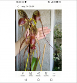 Paph.png