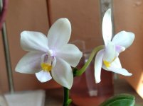 Phalaenopsis Shang-Lin's Flavorous 'Vio' (8) 2020.08.05.jpg