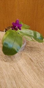 IMG_20200805_185229.jpg