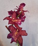 20200806_064646.jpg
