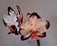 20200806_064511.jpg