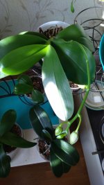 P_20200808_173833.jpg