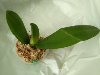 IMG_20200811_130717.jpg