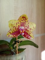 IMG_20200807_091941.jpg