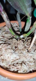 IMG_20200815_000524.jpg
