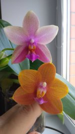 P_20200811_074518.jpg