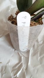 IMG_20200817_170630.jpg