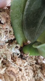 IMG_20200817_170822.jpg