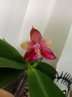 IMG_20200818_130039.jpg