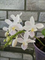 IMG_20200821_080645.jpg