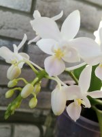 IMG_20200821_080654.jpg