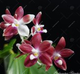 tetraspis09.jpg
