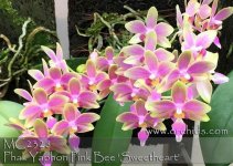 Yaphon Pink Bee.jpg