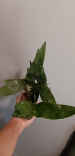20200901_181802.jpg