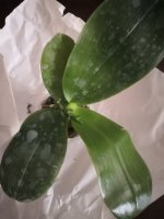 IMG_20200828_2.jpg