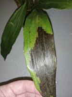 IMG_20200903_184412.jpg