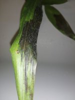 IMG_20200903_184430.jpg