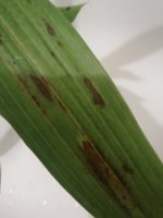 IMG_20200903_184438.jpg