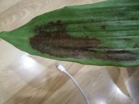 IMG_20200903_184547.jpg