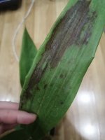 IMG_20200903_184723.jpg