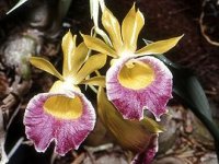 270px-Galeandra_batemanii_Orchi_02.jpg