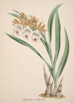 Collection_d'orchidées_(Pl._18)_(8385764849).jpg