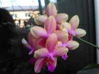 IMG_20200912_084325.jpg
