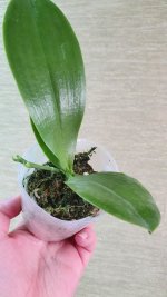мичонa1.jpg