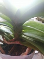 IMG_20200916_071332.jpg