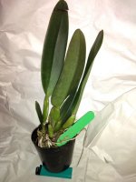 Blc .Alma Kee m.jpg