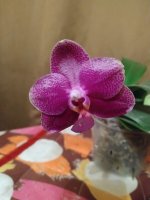 IMG_20200918_190557.jpg