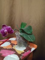 IMG_20200918_190542.jpg