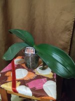 IMG_20200918_191331.jpg