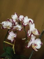 IMG_20200918_190810.jpg
