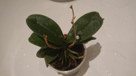 DSC_1420.JPG