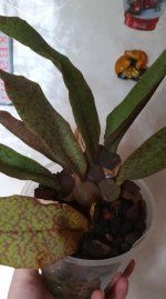 20200919_062445.jpg