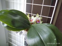 IMG_20200920_120531_1.jpg