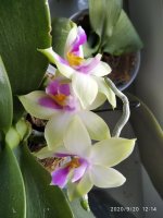 IMG_20200920_121440.jpg