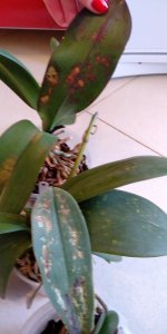 IMG_20200920_141639.jpg