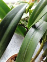IMG_20200922_140308.jpg