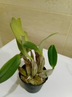 Den. Lindleyi.jpg