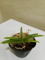 Ascocentrum miniatum.jpg