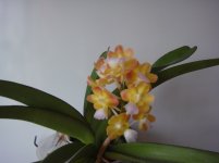 DSC08961.JPG