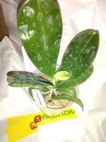 Phal.violacea ingdigo 22.09.20. m.jpg