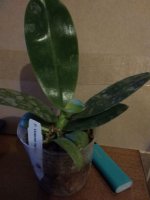 Phal.violacea ingdigo 22.09.20 (2)m.jpg